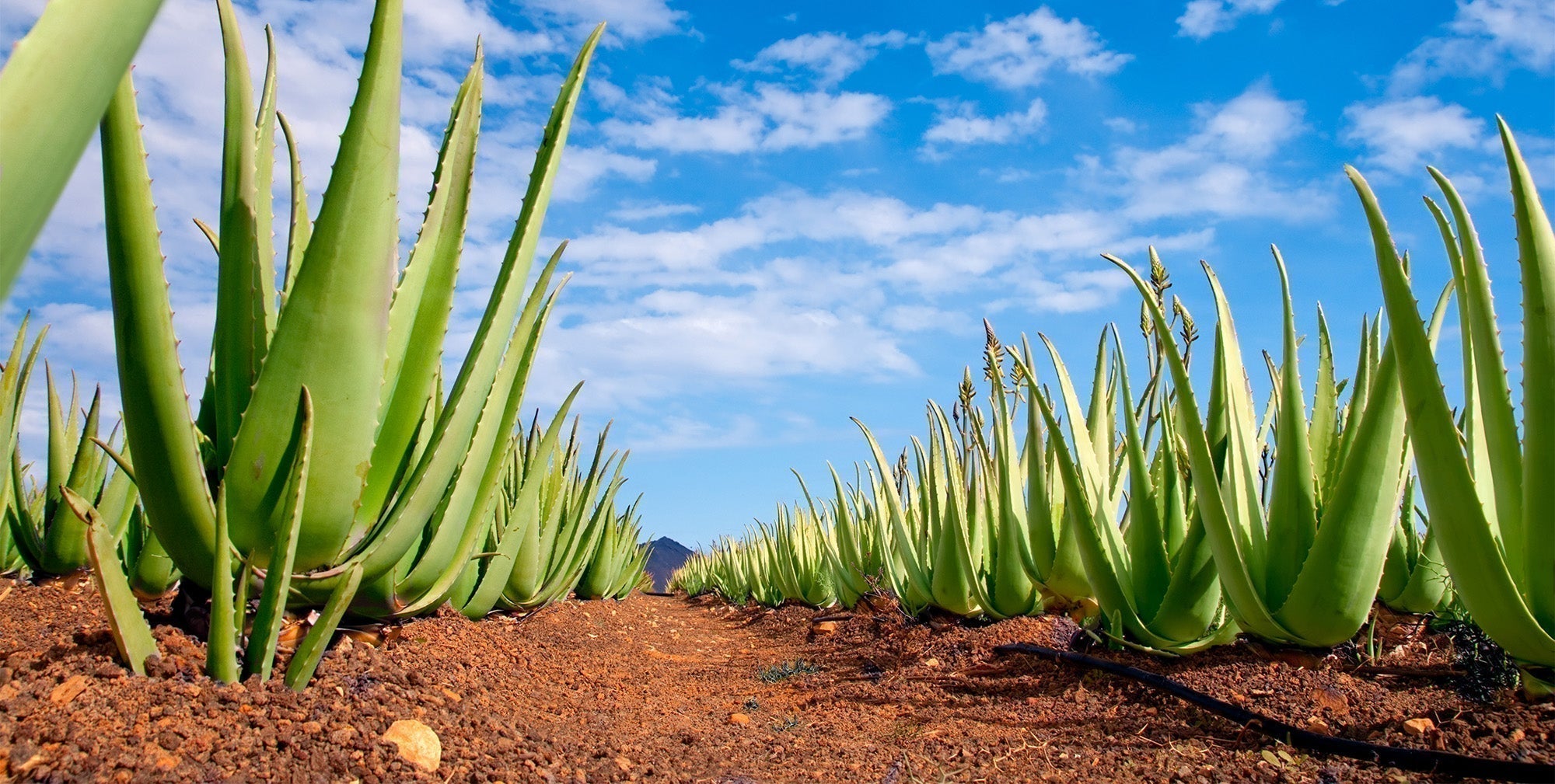 Aloe Up Aloe Vera Field