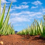 Aloe Fields COlor Nice