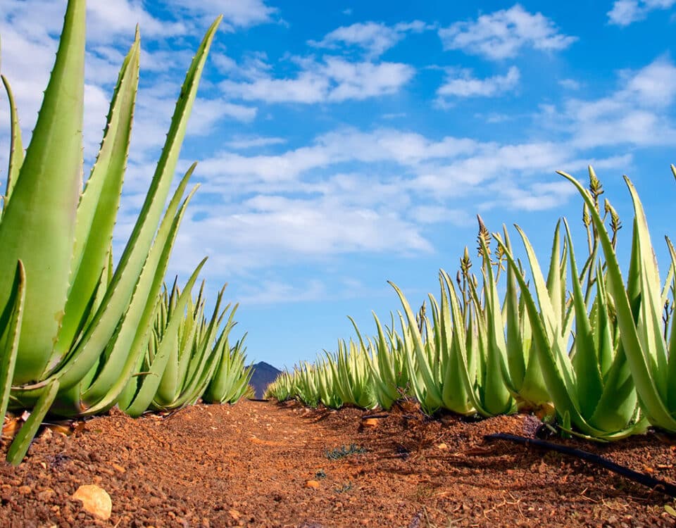 Aloe Fields COlor Nice